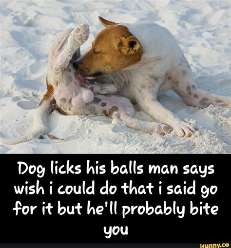 dog licks man balls